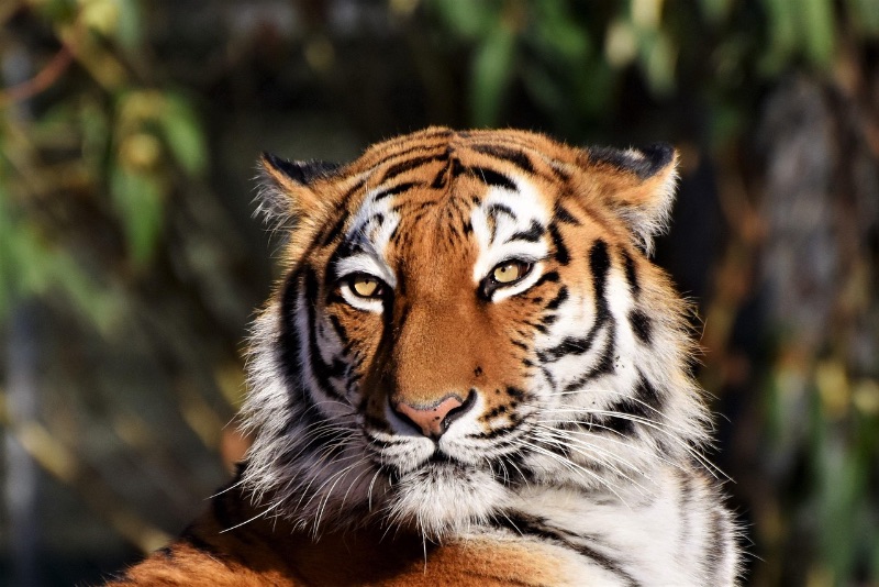 Nahaufnahme eines Tigers mit orangefarbenem Fell, schwarzen Streifen und gelben Augen, der aufmerksam in die Kamera blickt; unscharfer, natürlicher Hintergrund.
